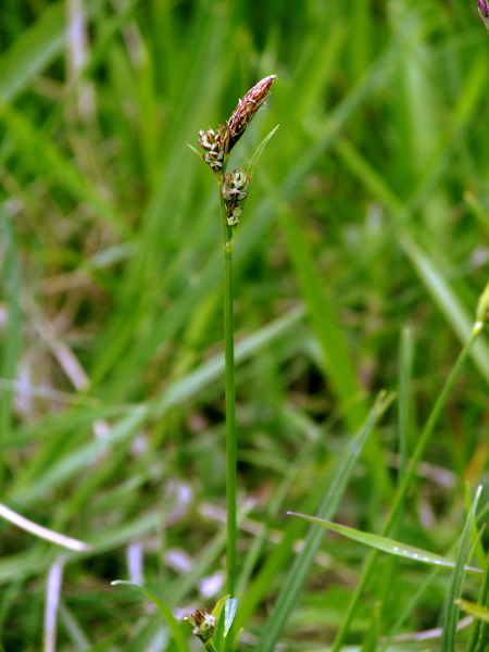 downy-fruited sedge / Carex tomentosa: _Carex tomentosa_ is a rare sedge of calcareous grassland and related habitats, surviving at only a few sites, mostly in East Gloucestershire.