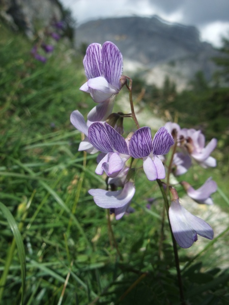 wood vetch / Ervilia sylvatica: _Ervilia sylvatica_ is a clmibing plant of woodland margins and coastal shingle; its flowers are white or lilac with darker purple veins on the standard.