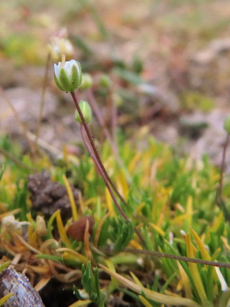 heath pearlwort / Sagina subulata: The flowers of _Sagina subulata_ have 5 petals and sepals, and the sepals typically have glandular hairs on the outside.