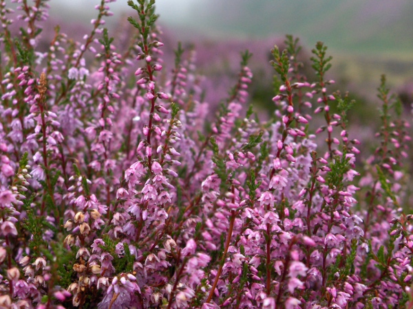 heather / Calluna vulgaris