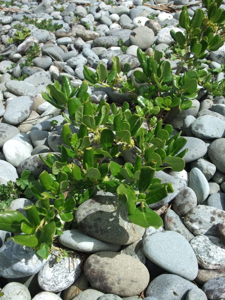 tree bedstraw / Coprosma repens: _Coprosma repens_ is native to New Zealand, but widely planted in the Isles of Scilly (VC1).