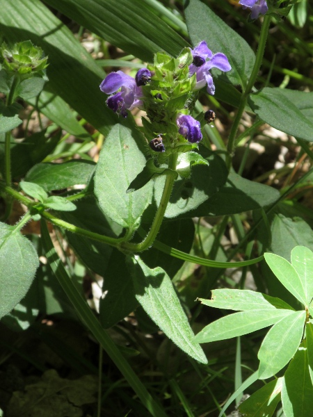 large-flowered selfheal / Prunella grandiflora: As its name suggests, _Prunella grandiflora_ has much larger flowers than its ubiquitous relative _Prunella vulgaris_.