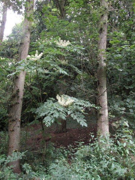 manna ash / Fraxinus ornus