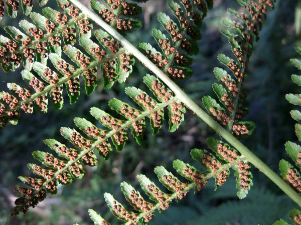 male fern / Dryopteris filix-mas: The leaves of _Dryopteris filix-mas_ have tapering pinnules with toothed edges.