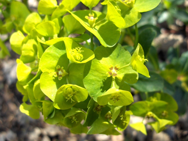 wood spurge / Euphorbia amygdaloides