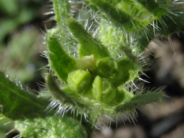 bugloss / Lycopsis arvensis: The 4 nutlets of _Lycopsis arvensis_ are wrinkled.