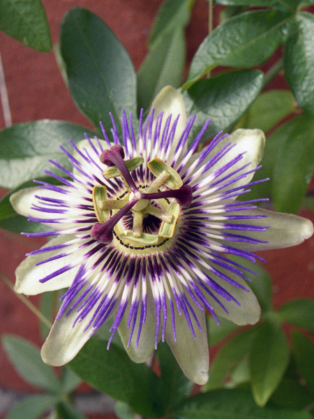 passionflower / Passiflora caerulea: The flowers of _Passiflora caerulea_ are unmistakable.