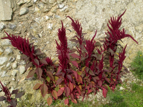prince’s feather / Amaranthus hypochondriacus: _Amaranthus hypochondriacus_ is a popular garden plant and occasional garden escape.