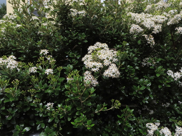 daisy bush / Olearia × haastii: _Olearia_ × _haastii_ is a garden shrub from New Zealand that occasionally escapes into the wild.