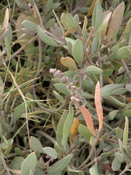 sea purslane / Atriplex portulacoides: The bracteoles around the fruit of _Atriplex portulacoides_ are largely fused together, unlike the mostly-free bracteoles of the much rarer alien _Atriplex halimus_.