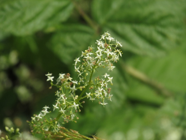 hedge bedstraw / Galium album: _Galium album_ is a perennial herb of base-rich soils across Great Britain, not native to Ireland or the Isle of Man; its petals have a distinct mucro.