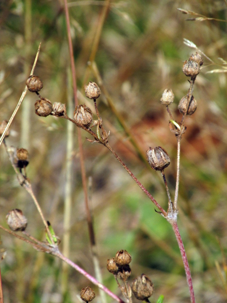 hoary cinquefoil / Potentilla argentea: The stems of _Potentilla argentea_ are hairy; the fruits are achenes, concealed by the incurved sepals.