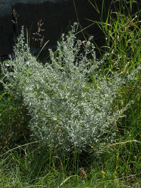 wormwood / Artemisia absinthium: _Artemisia absinthium_ has been used for flavouring drinks for hundreds of years.