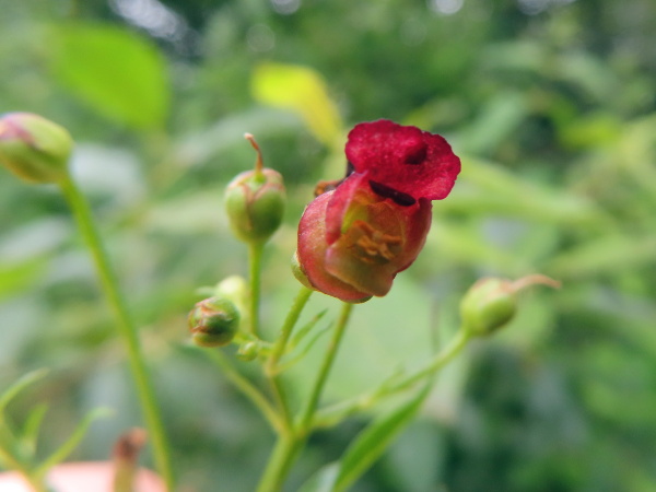 green figwort / Scrophularia umbrosa: The flowers of _Scrophularia umbrosa_ have the same broad scarious sepal-margins as _Scrophularia auriculata_, but differ in that the staminode has 2 lobes.