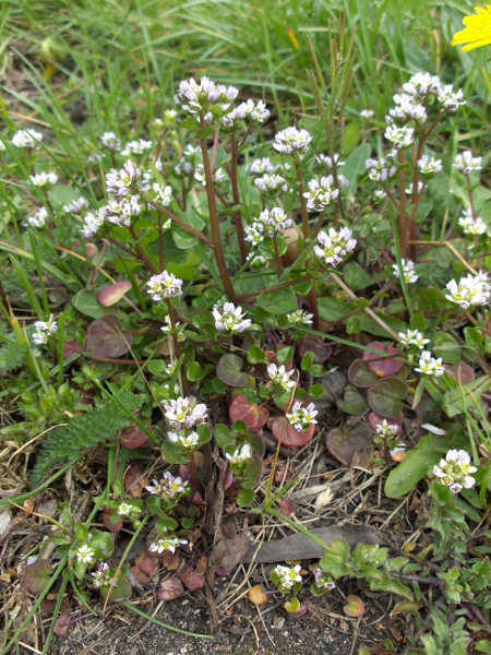 Danish scurvy-grass / Cochlearia danica: _Cochlearia danica_ is a fleshy coastal herb.