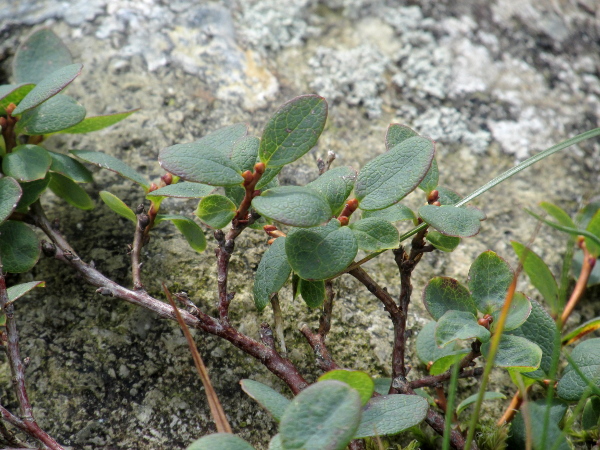 bog bilberry / Vaccinium uliginosum