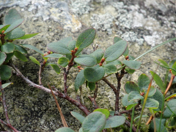 bog bilberry / Vaccinium uliginosum: _Vaccinium uliginosum_ resembles _Vaccinium myrtillus_ in many ways, but with entire rather than toothed leaves; it is widespread in the Scottish Highlands and Northern Isles, and rare in northern England and on Exmoor.