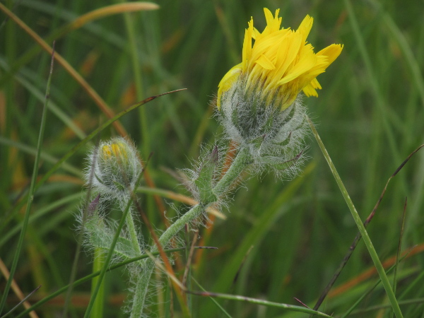 hawkweeds / Hieracium sect. Villosa: _Hieracium villosum_, in _Hieracium_ sect. _Villosa_, is native to the Alps, but has occurred in the Scottish Highlands and a quarry in County Durham.