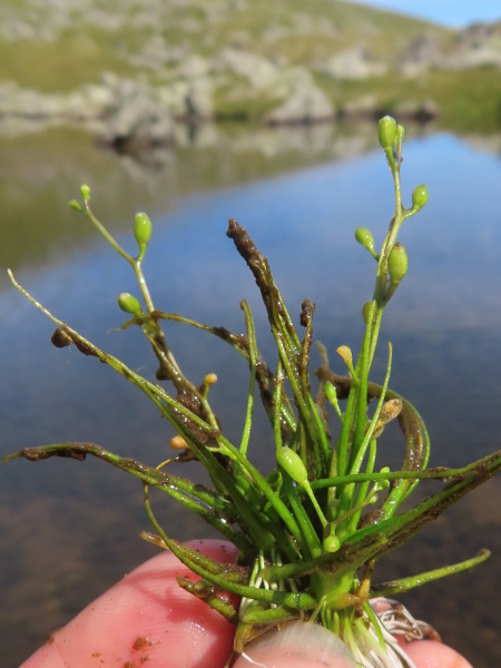 awlwort / Subularia aquatica: Out of the water, the form of the inflorescence and the swollen fruits can be more easily seen.