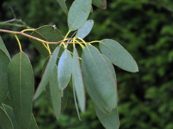 cider gum / Eucalyptus gunnii: _Eucalyptus gunnii_ is native to Tasmania, and is one of the hardiest _Eucalyptus_ species, able to survive across much of Great Britain; when mature, its leaves are elliptical and relatively long.