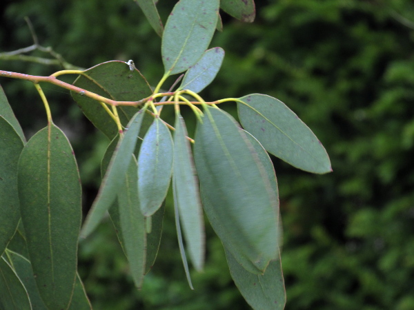 cider gum / Eucalyptus gunnii