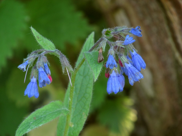 Caucasian comfrey / Symphytum caucasicum: _Symphytum caucasicum_ differs from other blue-flowering comfreys by the greater degree of fusion between the calyx lobes.