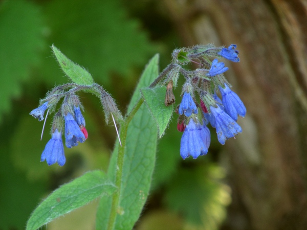 Caucasian comfrey / Symphytum caucasicum