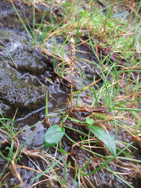 Alpine bistort / Bistorta vivipara: _Bistorta vivipara_ is an <a href="aa.html">Arctic–Alpine</a> species found in Scotland and northern England (and very rarely in Wales, Ireland and the Peak District).