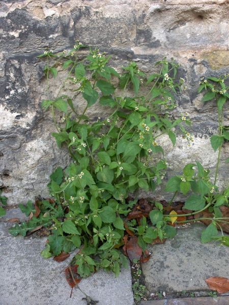 shaggy soldier / Galinsoga quadriradiata