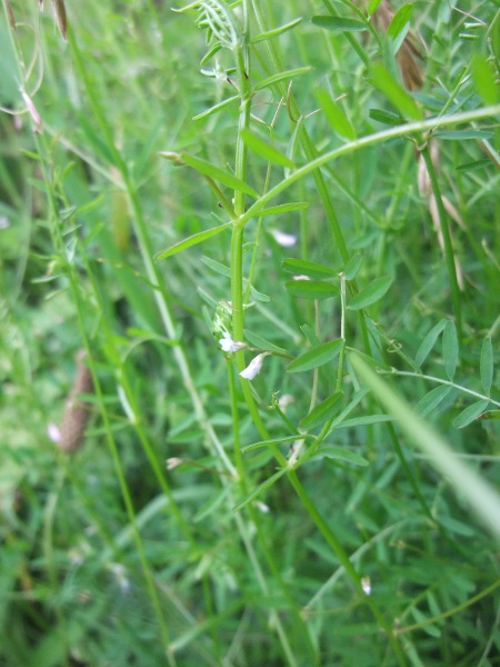 hairy tare / Ervilia hirsuta: The leaves of _Ervilia hirsuta_ have long tendrils, and the small flowers are borne on long shared peduncles.