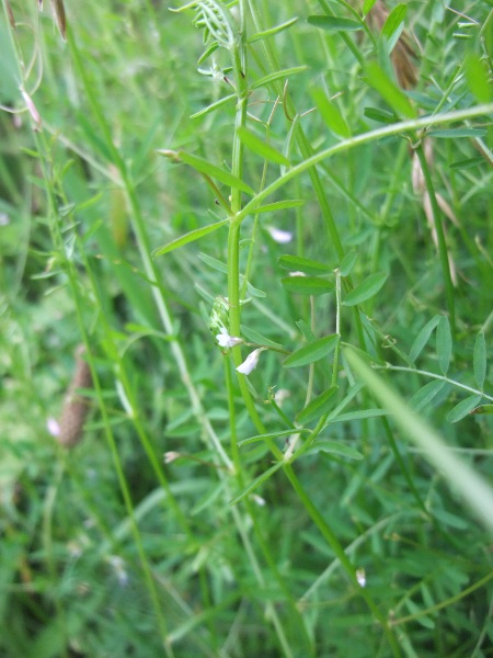 hairy tare / Ervilia hirsuta