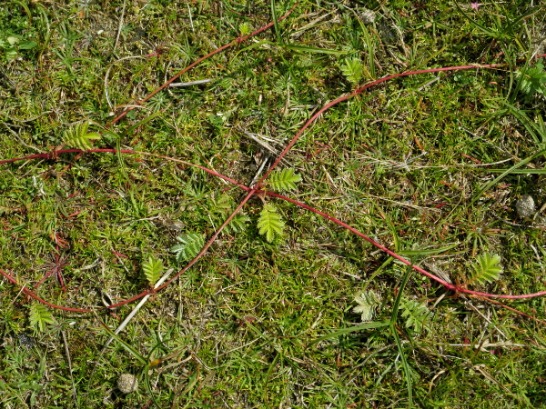 silverweed / Potentilla anserina: _Potentilla anserina_ spreads vegetatively by long – usually red – stolons.