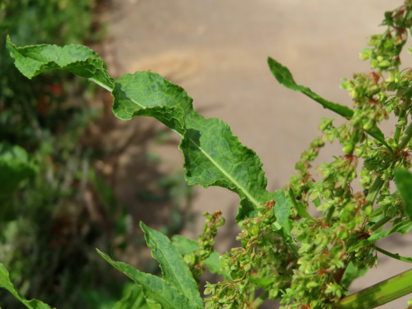 / Rumex × pratensis: _Rumex_ × _pratensis_ has slightly crisped leaves, and papillate leaf-veins; it can be slightly fertile.