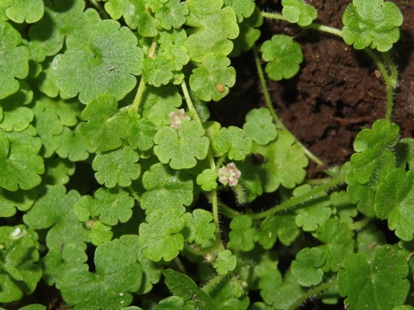 Cornish moneywort / Sibthorpia europaea: _Sibthorpia europaea_ is a low, trailing perennial found in damp banks in south-western England, parts of South Wales, on the Dingle Peninsula (VCH2) and in the High Weald; its pink flowers are only a few millimetres in diameter.