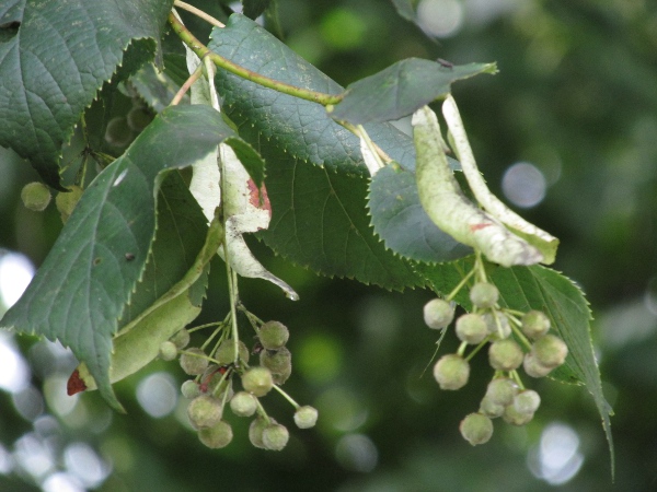 lime / Tilia × europaea: The fruits of _Tilia_ × _europaea_ hang below the large leaves with easily seen tertiary veins.