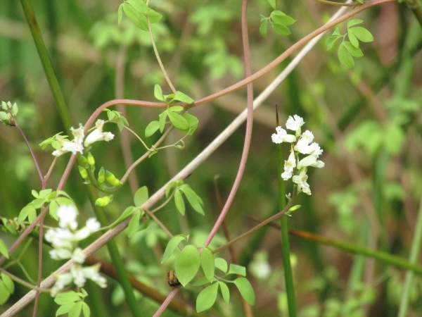 climbing corydalis / Ceratocapnos claviculata: _Ceratocapnos claviculata_ has small whitish flowers and 2-pinnate leaves with tendrils.