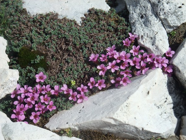 purple saxifrage / Saxifraga oppositifolia: _Saxifraga oppositifolia_ is a mat-forming <a href="aa.html">Arctic–Alpine</a> species that grows in base-rich mountains and on coastal cliffs in the far north.
