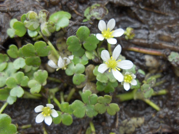 ivy-leaved crowfoot / Ranunculus hederaceus: _Ranunculus hederaceus_ only produces normal (laminar) leaves.