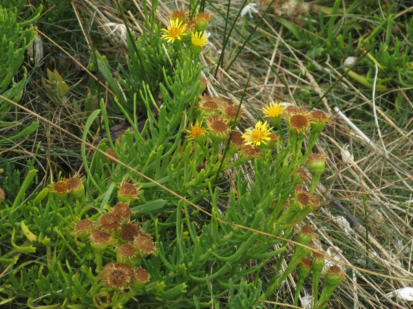 golden samphire / Limbarda crithmoides: Habitus