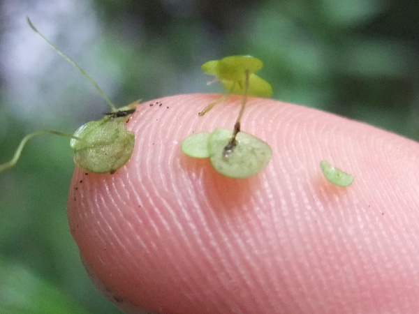 common duckweed / Lemna minor: On the underside, each frond of _Lemna minor_ has a single rootlet that dangles into the water.