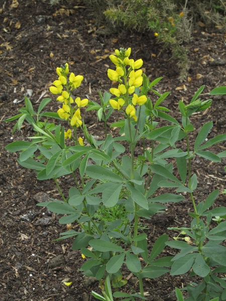 false lupin / Thermopsis montana: _Thermopsis montana_ is native to the Rocky Mountains of North America, and occasionally persists outside gardens in the British Isles.