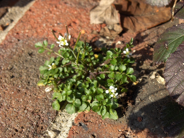 hairy bitter-cress / Cardamine hirsuta: _Cardamine hirsuta_ is often confused with _Cardamine flexuosa_, but it has far more basal leaves, with fewer leaflets each, and typically has 4 stamens in each flower.