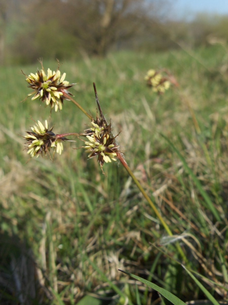 heath wood-rush / Luzula multiflora