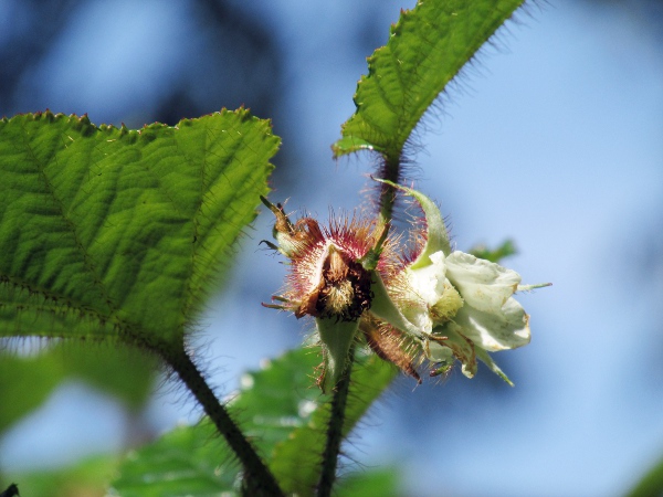 Chinese bramble / Rubus tricolor: Flowers