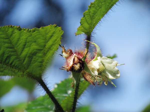 Chinese bramble / Rubus tricolor