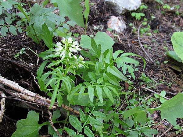 narrow-leaved bitter-cress / Cardamine impatiens: _Cardamine impatiens_ grows in woodland over limestone in parts of England and Wales, and counties Westmeath and Clare.