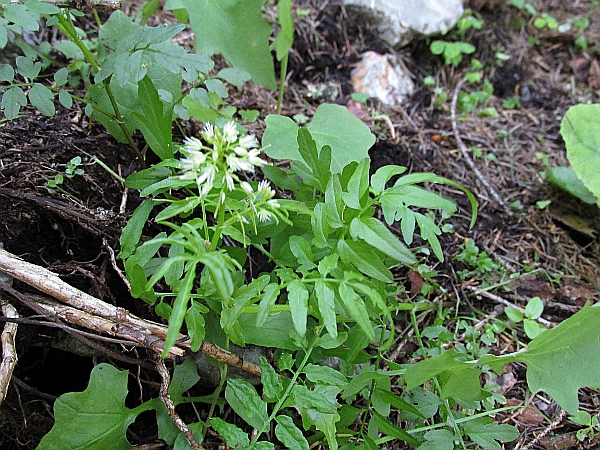 narrow-leaved bitter-cress / Cardamine impatiens