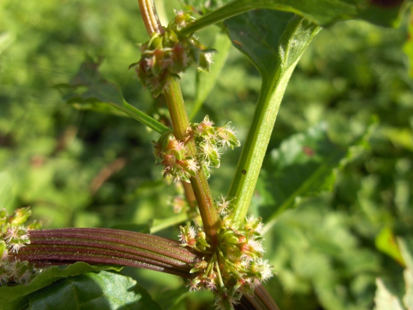 wood dock / Rumex sanguineus: Flowers