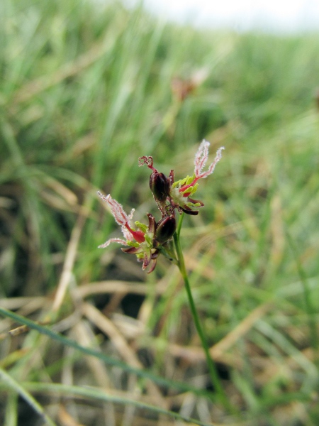 saltmarsh rush / Juncus gerardii