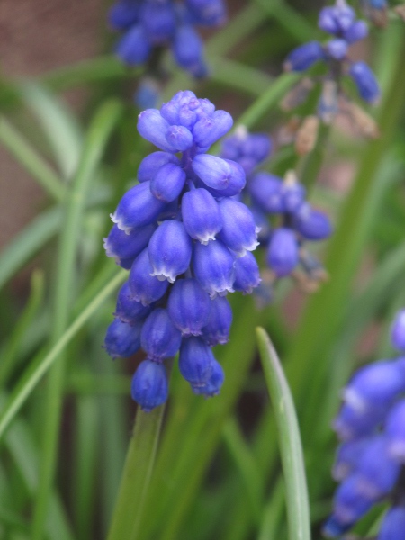 garden grape-hyacinth / Muscari armeniacum: The lowest flowers are bright blue in the garden plant _Muscari armeniacum_, unlike in the very similar but native species _Muscari neglectum_.